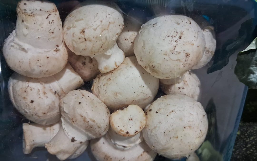  मशरूम खाने के फायदे: सेहत का खजाना आपके थाली में