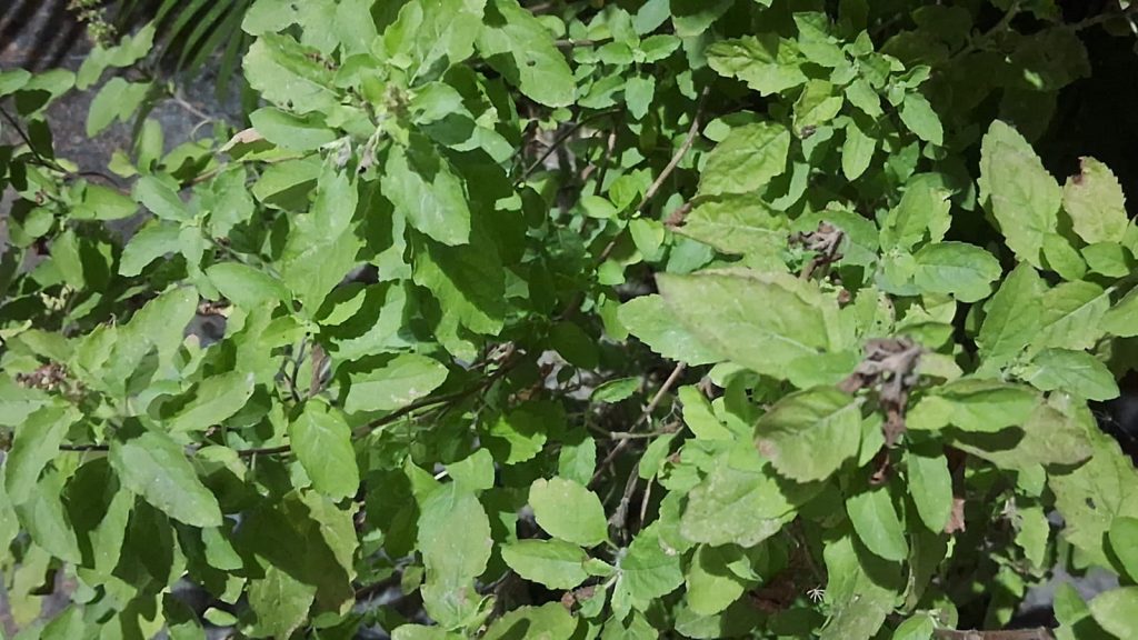 तुलसी का पौधा