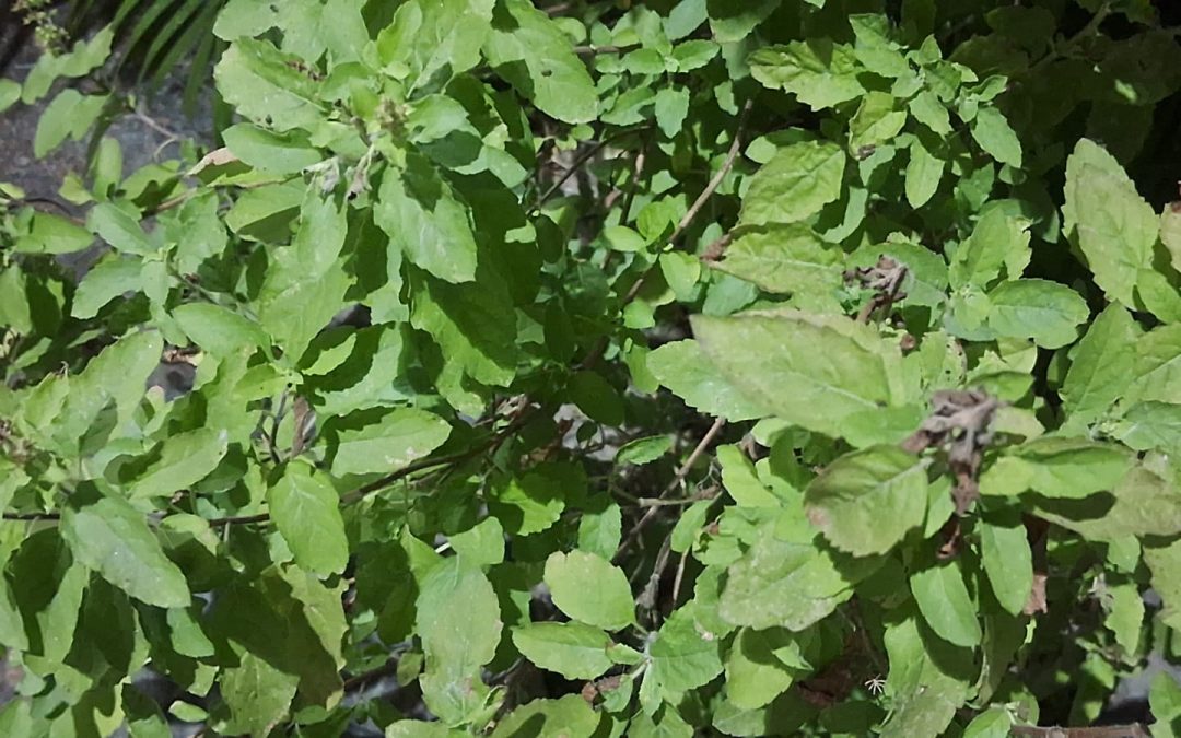  बदलते मौसम में बीमारियों का रामबाण इलाज– तुलसी